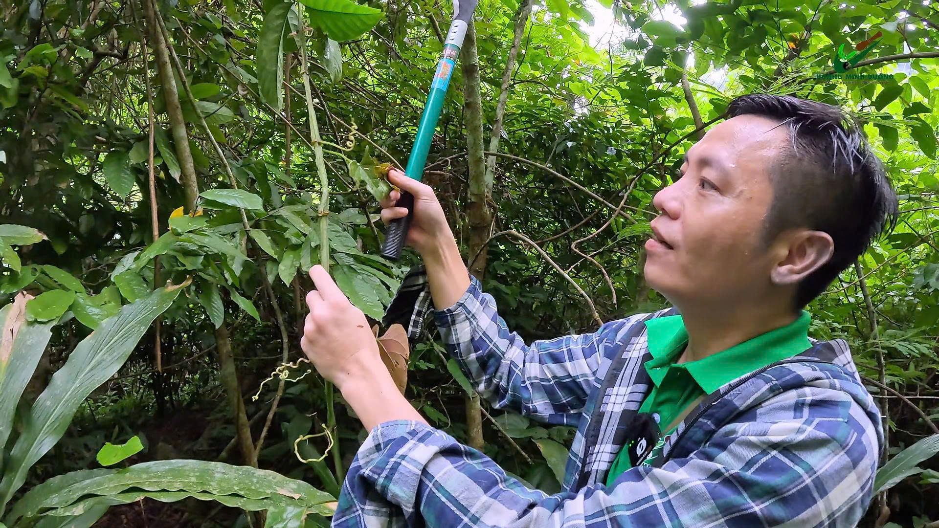 hái thuốc ở pù luông