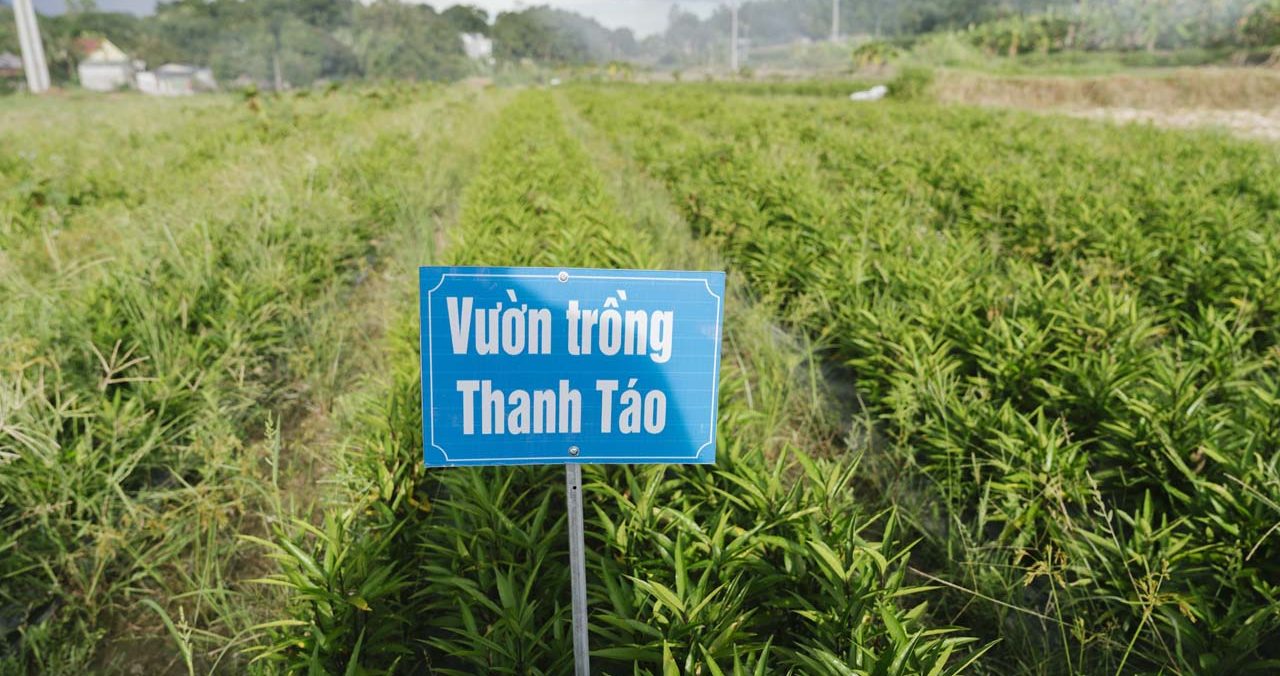 vườn trồng thanh táo
