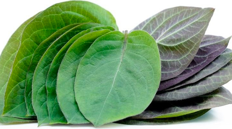 Lá mơ tam thể tươi - Dược liệu hỗ trợ tiêu hóa trong y học cổ truyền Việt Nam