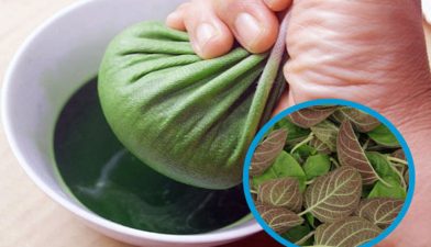 Nước sắc hoặc nước cốt từ lá mơ - Một trong những cách dùng lá mơ phổ biến trong dân gian